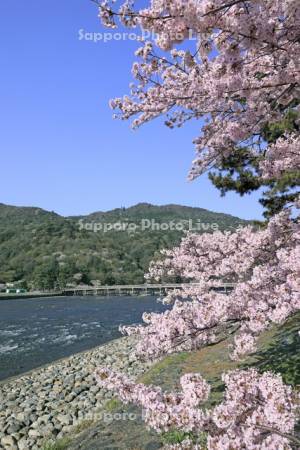 嵐山の渡月橋と桂川と桜