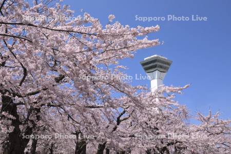 五稜郭公園の桜と五稜郭タワー