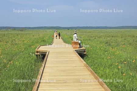 霧多布湿原のエゾカンゾウと遊歩道