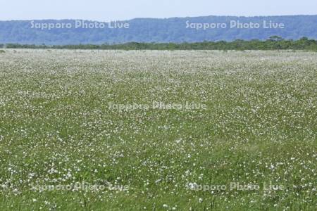 霧多布湿原のワタスゲ