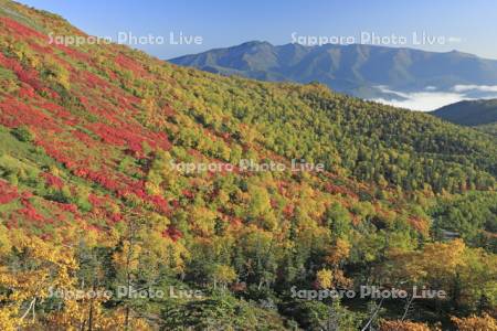銀泉台の紅葉とニセイカウシュペ山