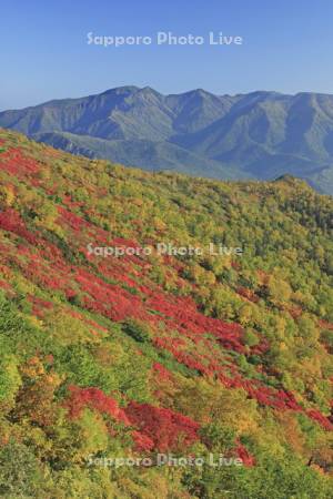 銀泉台の紅葉とニセイカウシュペ山