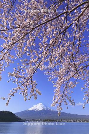 河口湖の桜と富士山