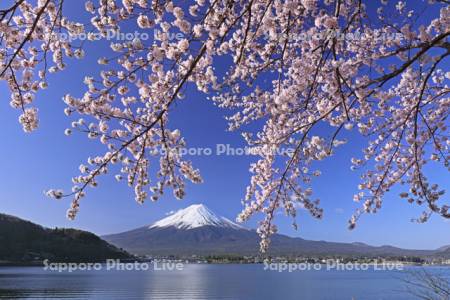 河口湖の桜と富士山