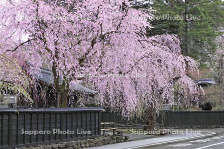 角館の武家屋敷と枝垂れ桜