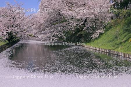 弘前城の桜と濠の花筏