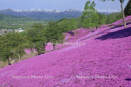 芝ざくら滝上公園