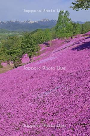 芝ざくら滝上公園