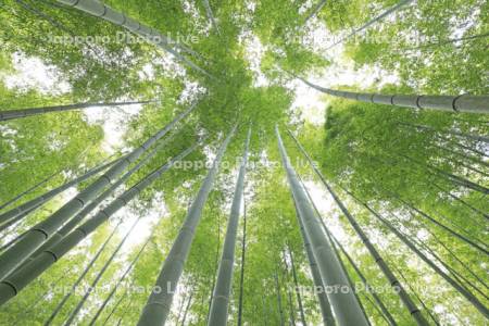 若竹の杜の竹林