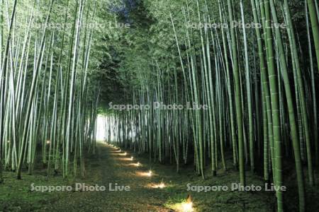 若竹の杜の竹林のライトアップ