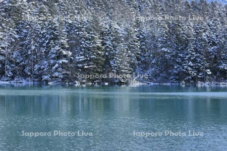 雪に覆われたオンネトー湖畔の森