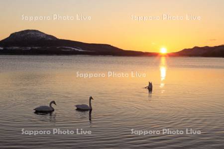日の出の屈斜路湖と白鳥