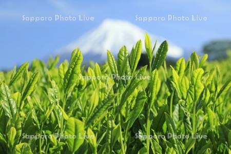 新茶の茶畑と富士山