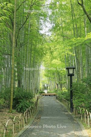 修善寺温泉の竹林の小径