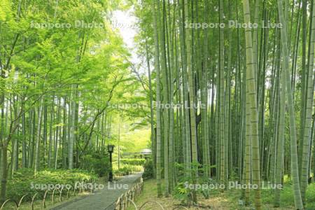 修善寺温泉の竹林の小径の竹