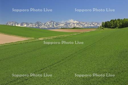 小麦畑の丘と十勝岳連峰