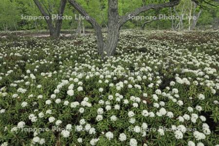 硫黄山のイソツツジ