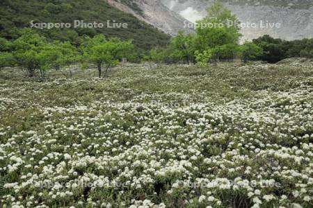 硫黄山のイソツツジ