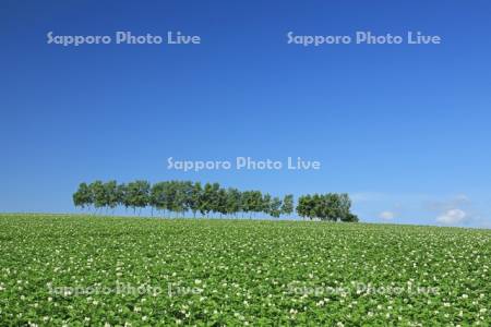 ジャガイモ畑と白樺