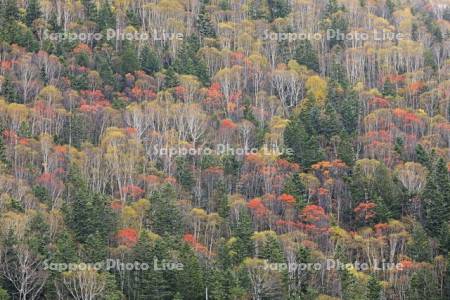 紅葉の三国峠