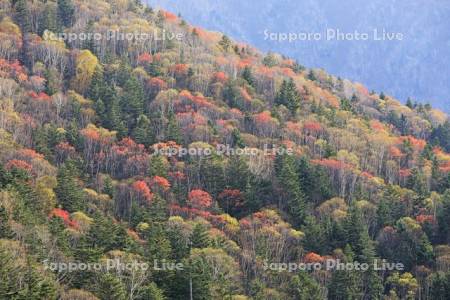 紅葉の三国峠