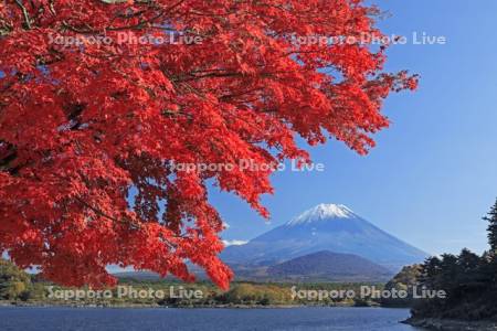 精進湖の紅葉と富士山・世界遺産