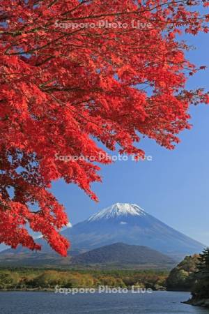 精進湖の紅葉と富士山・世界遺産