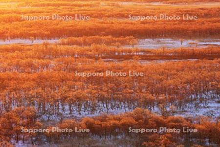 サテライト展望台から朝焼けの霧氷の釧路湿原