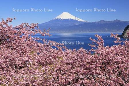西伊豆から河津桜と富士山　世界遺産