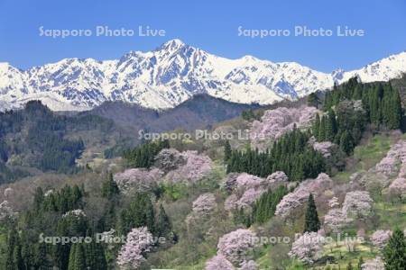 桜と北アルプスの五竜岳