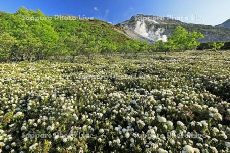 硫黄山とエゾイソツツジ