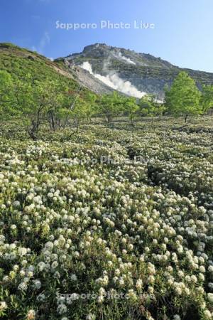 硫黄山とエゾイソツツジ