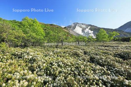 硫黄山とエゾイソツツジ