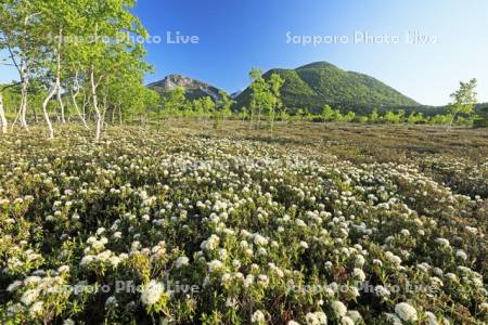 硫黄山とエゾイソツツジ