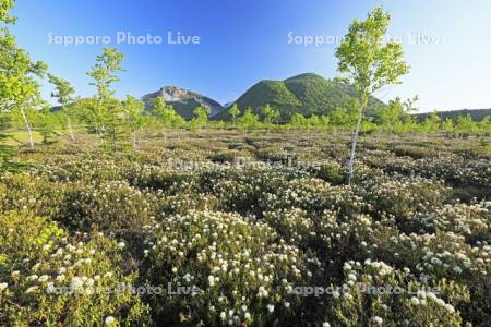 硫黄山とエゾイソツツジ