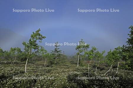 硫黄山のエゾイソツツジと白い虹