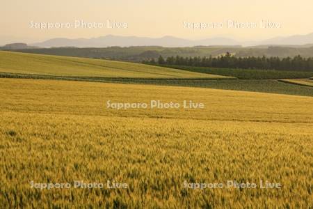 朝の丘の大麦畑