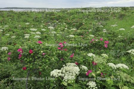 野付半島の原生花園