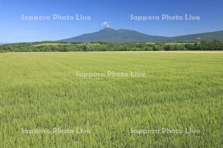 大麦畑と斜里岳
