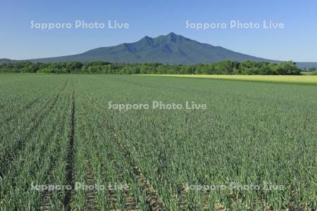 玉ねぎ畑と斜里岳