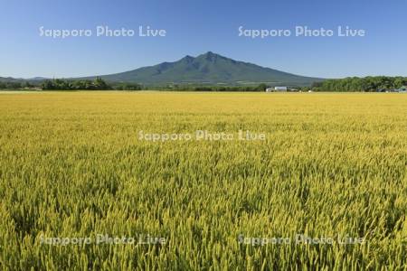 小麦畑と斜里岳