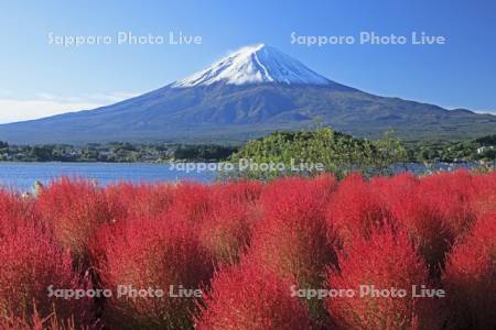 河口湖の大石公園のコキアと富士山・世界遺産