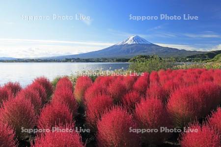 河口湖の大石公園のコキアと富士山・世界遺産