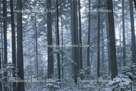 雌阿寒岳の雪のアカエゾマツ林