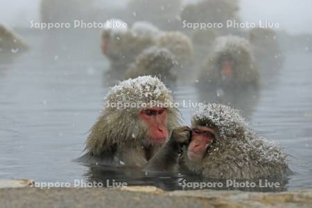 地獄谷野猿公苑の雪降りの温泉に入る猿