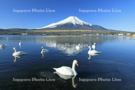 山中湖の白鳥と富士山　世界遺産