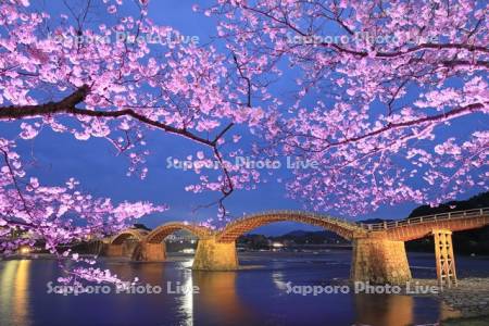 ライトアップの錦帯橋と桜