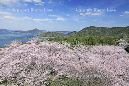 伯方島の開山公園の桜と瀬戸内海の島々