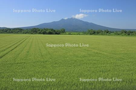 大麦と斜里岳