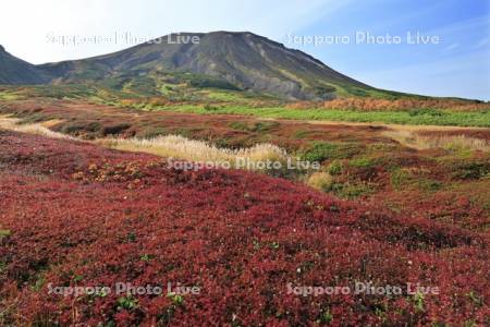 裾合平のチングルマの紅葉と旭岳